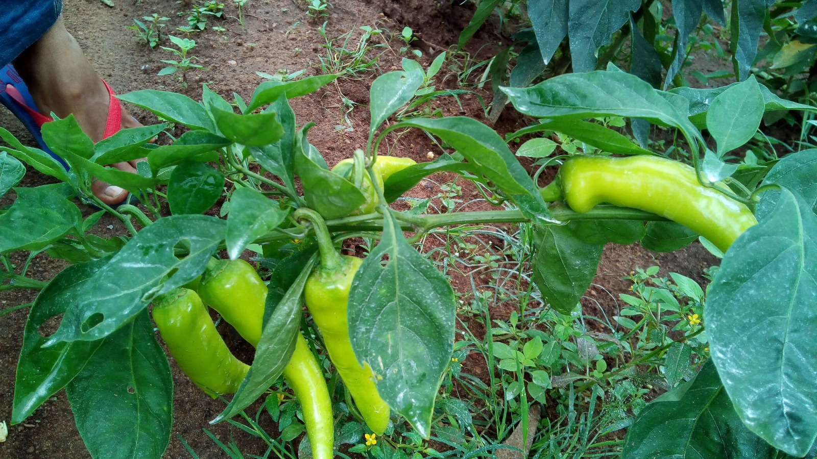 Capsicum 1