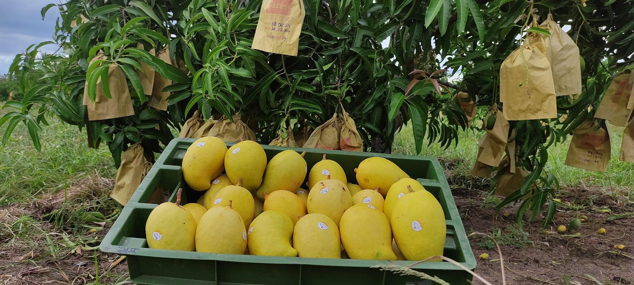 Mango 27